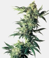 Sensi Seeds Northern Lights Fem. 3St.