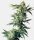 Sensi Seeds Northern Lights Fem. 3St.