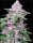 Sensi Seeds Purple Cookie Kush Fem. 3St.