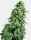 Sensi Seeds Skunk#1 Fem. 3St.