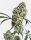 Sensi Seeds Ed Rosenthal Super Bud Reg. 10St.