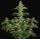 T.H. Seeds S.A.G.E. CBD Fem. 2St.
