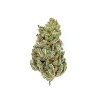 Royal Queen Seeds Amnesia Haze Fem. 3St.