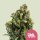 Royal Queen Seeds Candy Kush Express Fast Fem. 3St.