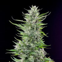 Royal Queen Seeds Fat Banana USA Premium Fem. 3St.