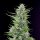 Royal Queen Seeds Fat Banana USA Premium Fem. 3St.