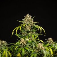 Royal Queen Seeds Green Gelato Auto Fem. 3St.