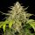Royal Queen Seeds Green Gelato Auto Fem. 3St.