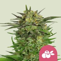 Royal Queen Seeds Haze Berry Fem. 3St.