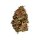 Royal Queen Seeds Stress Killer Automatic CBD Fem. 3St.