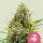 Royal Queen Seeds Trainwreck Fem. 3St.