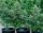 Royal Queen Seeds Apollo F1 Auto Fem. 3St.