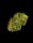Royal Queen Seeds Apollo F1 Auto Fem. 3St.