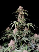 Fast Buds Amnesia Zkittlez Auto Fem. 3St.