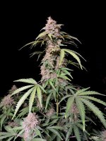 Fast Buds Amnesia Zkittlez Auto Fem. 3St.