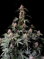 Fast Buds Amnesia Zkittlez Auto Fem. 3St.