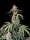 Fast Buds Amnesia Zkittlez Auto Fem. 3St.