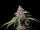 Fast Buds Amnesia Zkittlez Auto Fem. 3St.