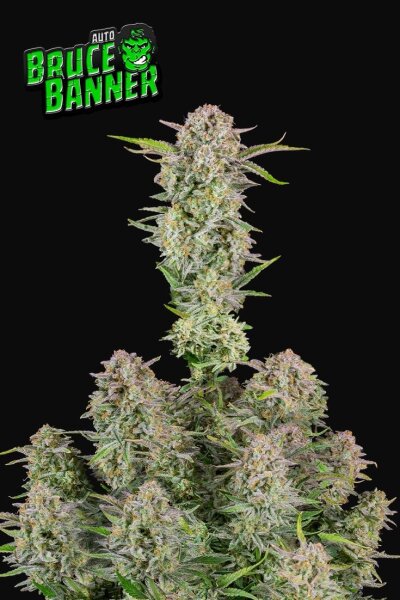 Fast Buds Bruce Banner Auto Fem. 3St.