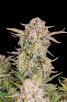 Fast Buds Bruce Banner Auto Fem. 3St.