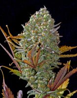 Fast Buds Pineapple Express Auto Fem. 3St.