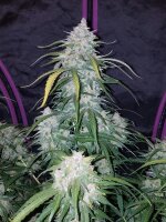 Fast Buds Pineapple Express Auto Fem. 3St.