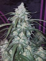 Fast Buds Pineapple Express Auto Fem. 3St.