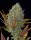 Fast Buds Pineapple Express Auto Fem. 3St.