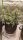 Fast Buds Pineapple Express Auto Fem. 3St.