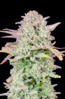 Fast Buds Original Trainwreck Auto Fem. 3St.