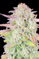 Fast Buds Original Trainwreck Auto Fem. 3St.