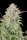 Fast Buds Original Trainwreck Auto Fem. 3St.