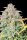 Fast Buds Original Trainwreck Auto Fem. 3St.