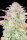 Fast Buds Original Trainwreck Auto Fem. 3St.