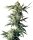 Sensi Seeds Northern Lights Reg. 10St.