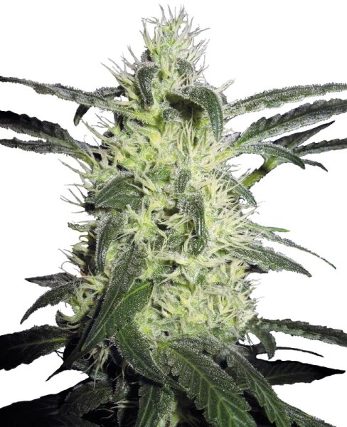 Sensi Seeds Silver Haze Reg. 10St.