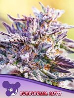 Anesia Bubblegum Auto Fem. 3St.