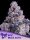 Anesia Epic Buzz Auto Fem. 3St.