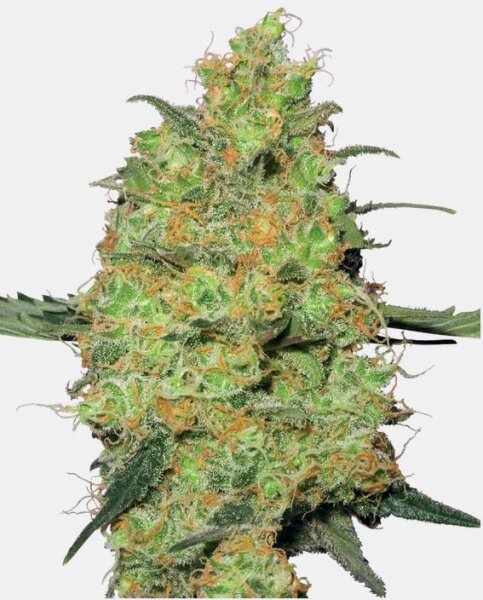 Sensi Seeds Master Kush Fem. 3St.