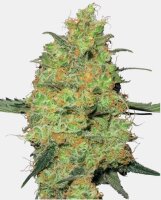Sensi Seeds Master Kush Fem. 3St.