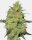 Sensi Seeds Master Kush Fem. 3St.