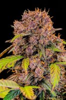 Fast Buds Lemon Cherry Cookies Auto Fem. 3St.