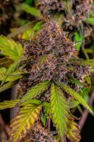 Fast Buds Lemon Cherry Cookies Auto Fem. 3St.