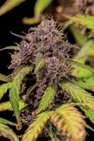 Fast Buds Lemon Cherry Cookies Auto Fem. 3St.