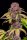 Fast Buds Lemon Cherry Cookies Auto Fem. 3St.