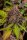 Fast Buds Lemon Cherry Cookies Auto Fem. 3St.