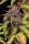 Fast Buds Lemon Cherry Cookies Auto Fem. 3St.