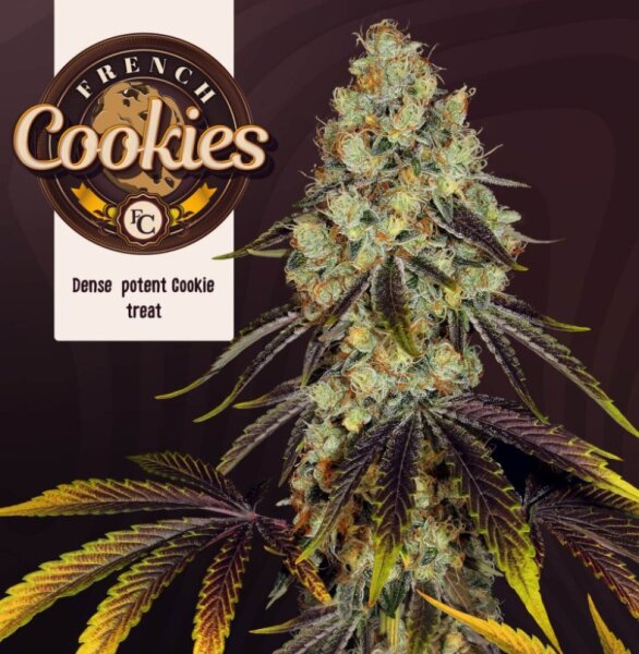 T.H. Seeds French Cookies Fem 6St.