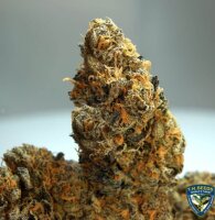 T.H. Seeds French Cookies Fem 6St.