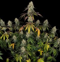 T.H. Seeds French Cookies Fem 6St.